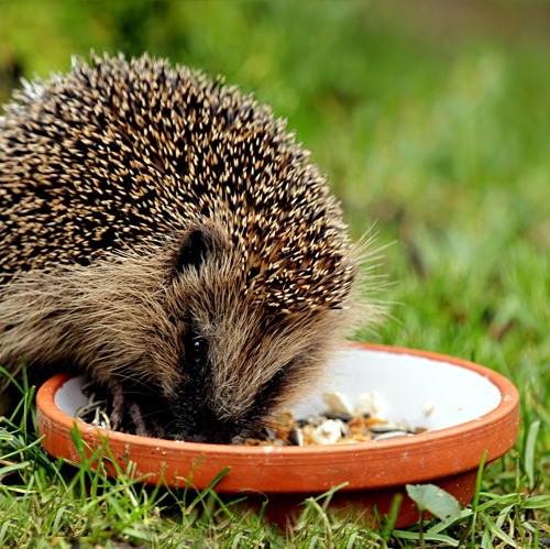 Deutschland sucht Igel&Maulwurf